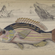 Illustration for article titled Natural History of Fishes of the Perch Family
